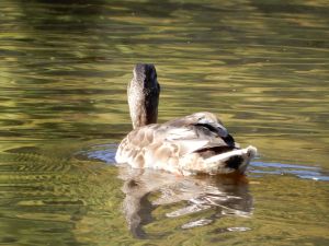 image203